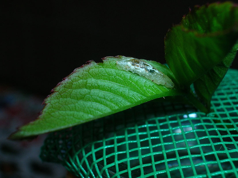 Larva cacciatrice di Episyrphus balteatus